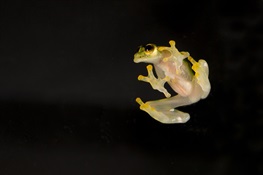 News from CITES CoP19: Parties Take Steps to Secure Protection for More than 160 South and Central America Glass Frogs